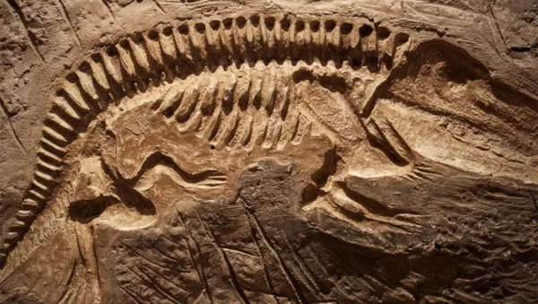 فسیل
