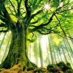 کهنسال ترین درختان جهان