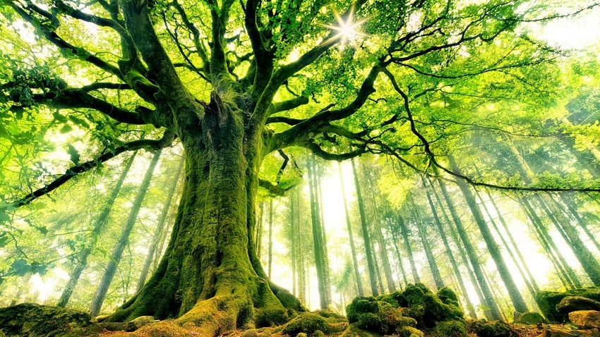 کهنسال ترین درختان جهان