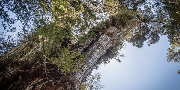 با کهنسال ترین درختان دنیا آشنا شوید