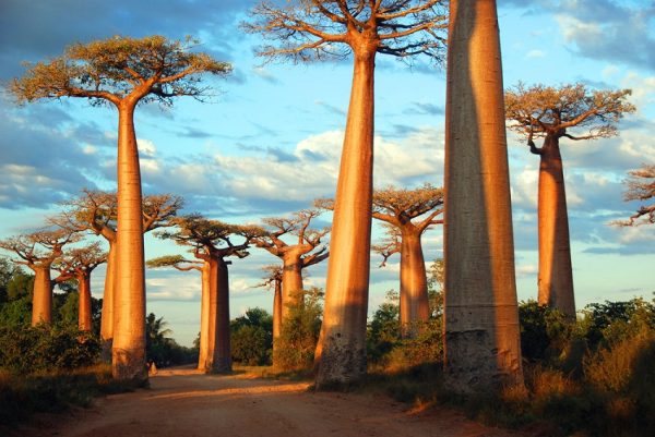 با 30 حقیقت جالب در مورد ماداگاسکار آشنا شوید