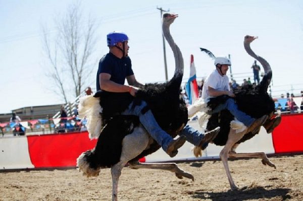 شترمرغ سواری (Ostrich racing)