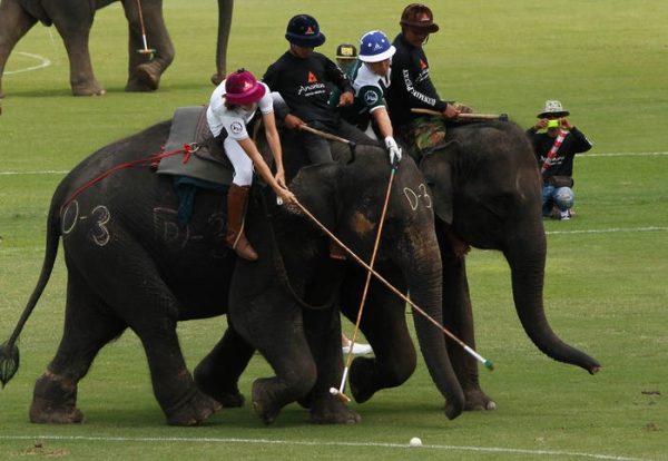 چوگان با فیل (Elephant polo)