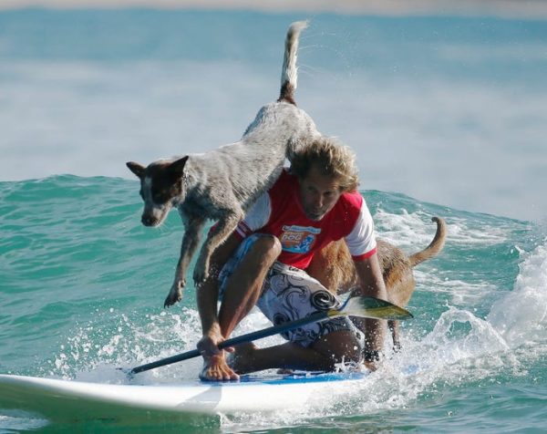 موج سواری سگ‌ها (Dog surfing)