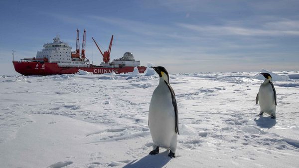 پنگوئن امپراتور در خطر انقراض