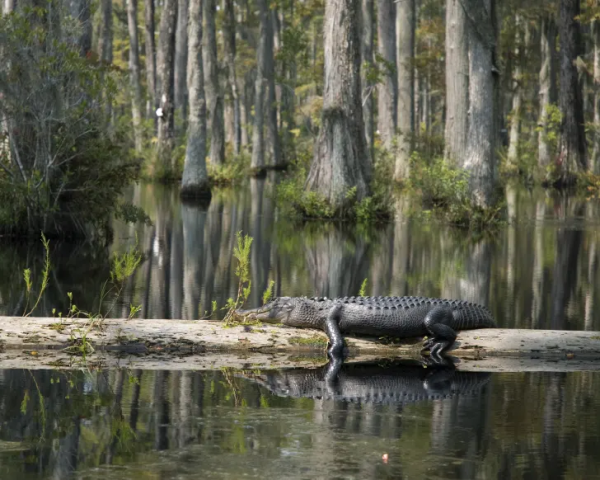 11 دانستنی جالب در مورد تمساح‌ها