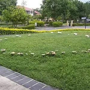 fairy ring