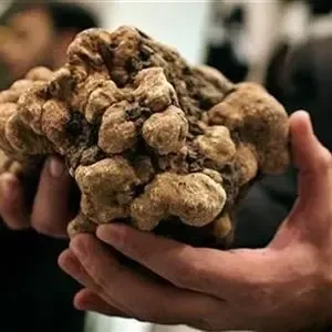 ترافل سفید