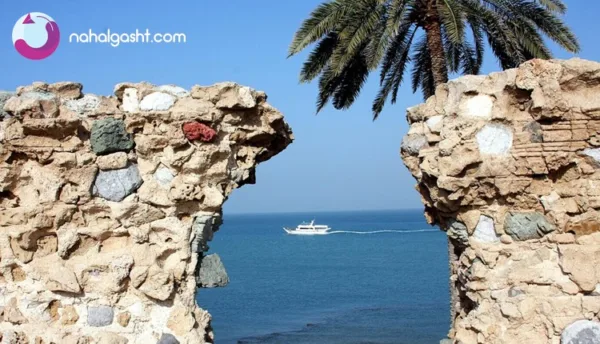 تور آف خورده قشم نهال گشت