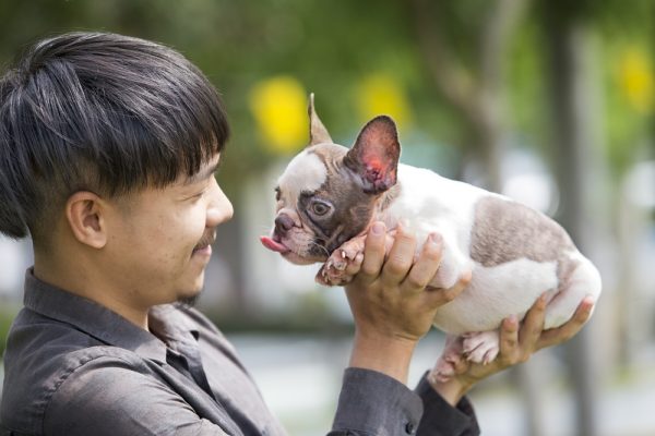 مروری بر 12 قانون عجیب از سراسر دنیا سگ