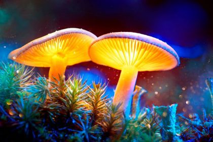 حقایقی جالب در مورد قارچ ها