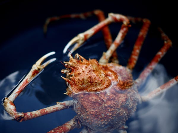 موجود دریایی عجیب خرچنگ عنکبوتی ژاپنی