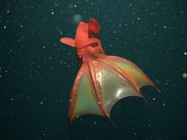 موجود دریایی عجیب ماهی مرکب خون آشام جهنمی