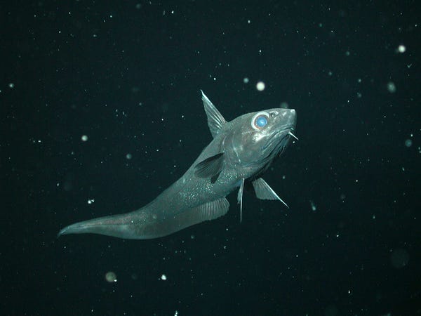 موجود دریایی عجیب ماهی گرنادیر