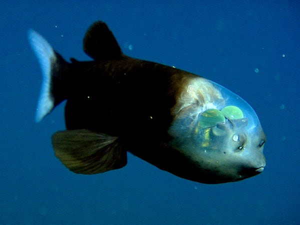 موجود دریایی عجیب ماهی بارلی