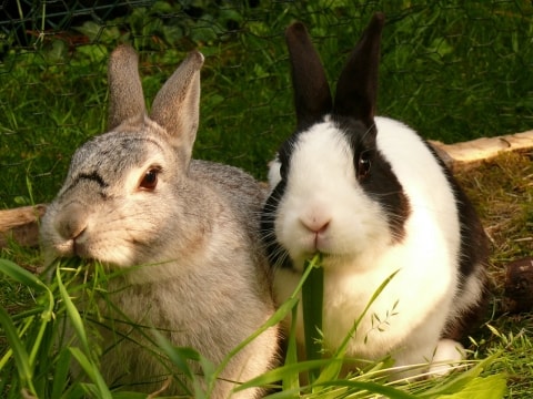  حقیقت جالب و خواندنی در مورد خرگوش ها 1