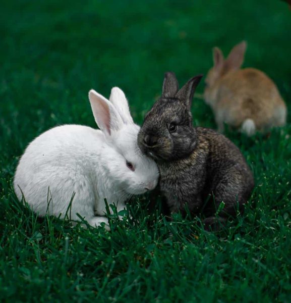  حقیقت جالب و خواندنی در مورد خرگوش ها 3