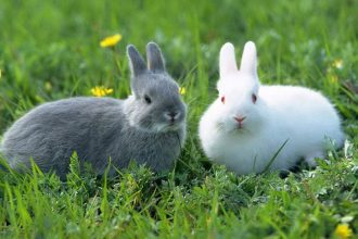 حقایقی جالب در مورد خرگوش ها