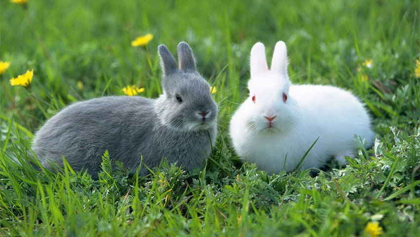 حقایقی جالب در مورد خرگوش ها
