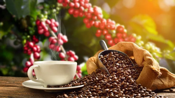 قهوه؛ نوشیدنی پر انرژی با گذشته ای پر فراز و نشیب