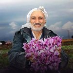 بهترین زعفران ایران در چه شهری کشت می‌شود؟