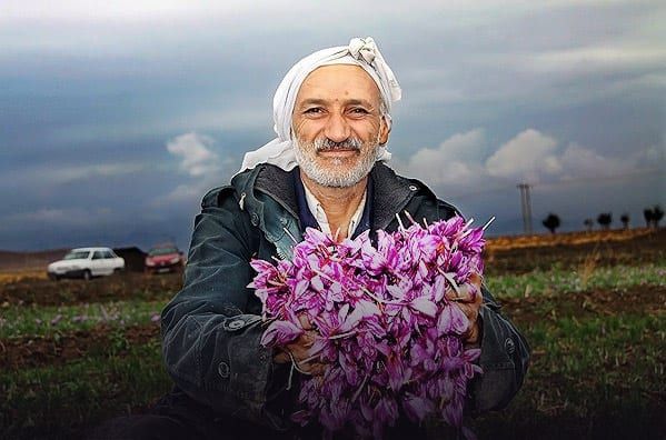 بهترین زعفران ایران در چه شهری کشت می‌شود؟