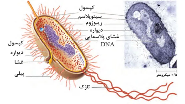 یوباکتری