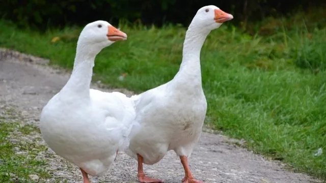 آموزش پرورش غاز