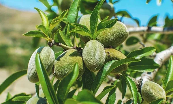 معرفی ارقام نهال بادام در ایران