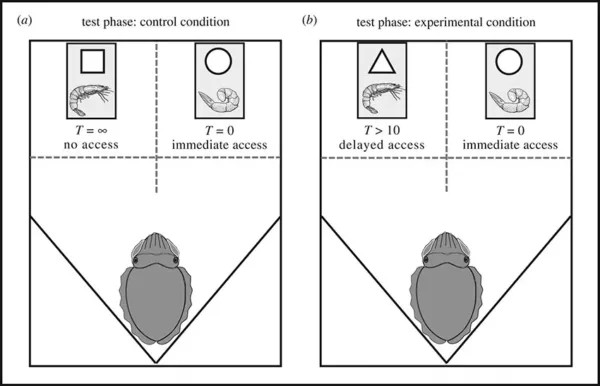 تست مارشمالو سپیداج