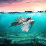 دور ریختن زباله پلاستیکی و آسیب به جانداران دریایی