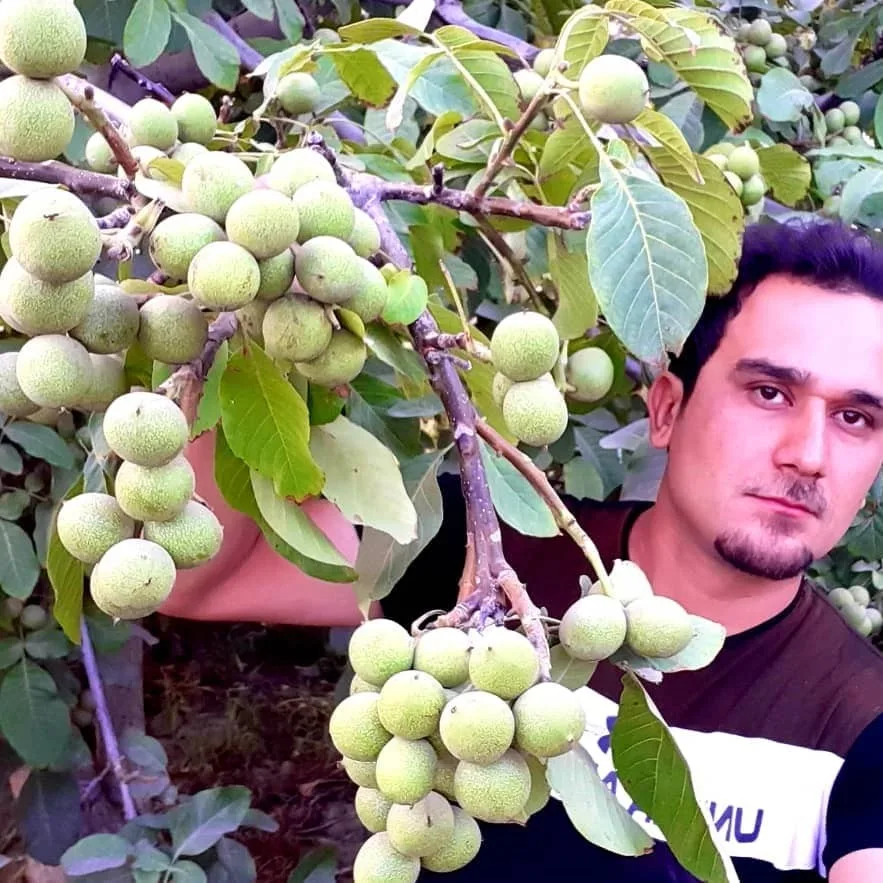 آیا نگهداری از درختان گردو پایه کوتاه کم هزینه است؟