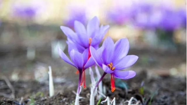 کود افزایش گلدهی زعفران، جدول زمان کود دهی زعفران