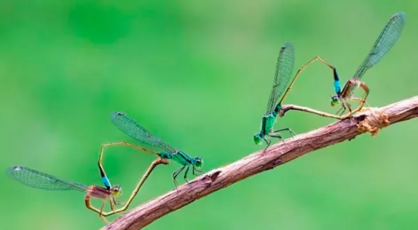 آسیابک