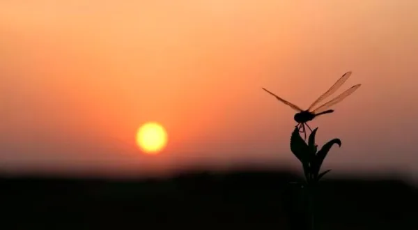 آسیابک
