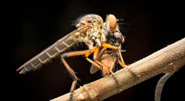 آسیابک