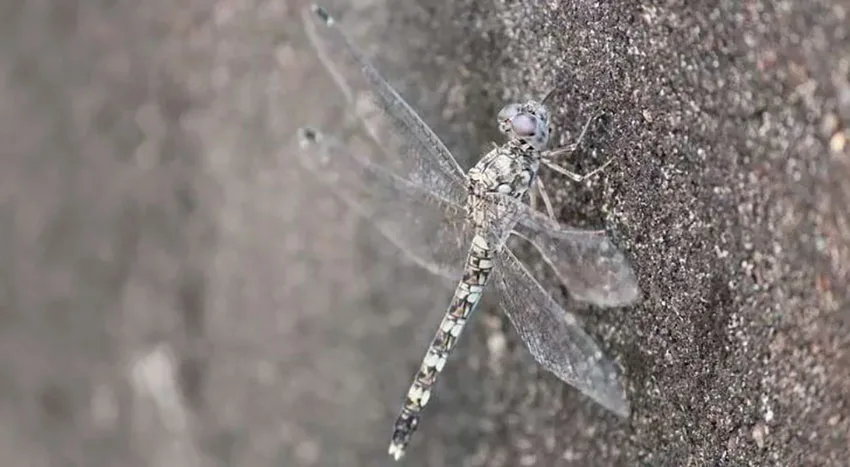 آسیابک