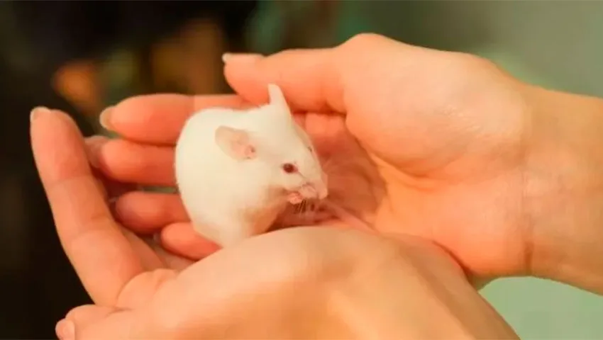 موش