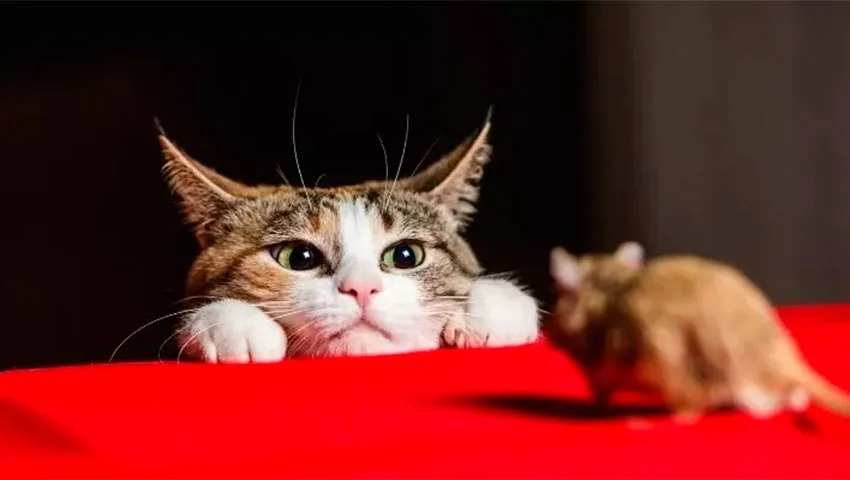 موش