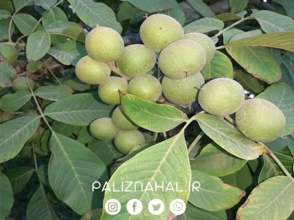 اقدامات لازم پیش از کاشت نهال گردو به کمک نهالستان جهاد کشاورزی