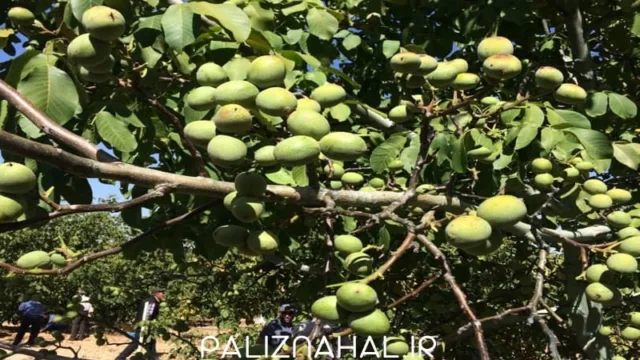 اقدامات لازم پیش از کاشت نهال گردو به کمک نهالستان جهاد کشاورزی