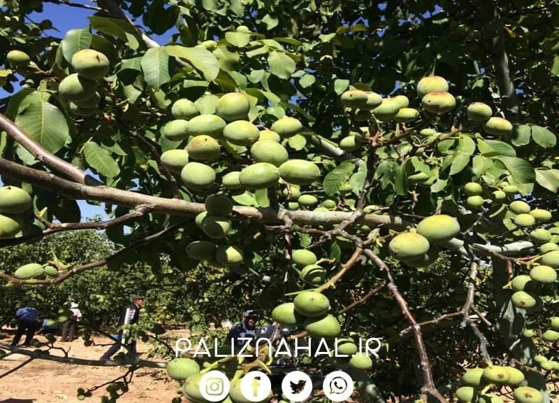 اقدامات لازم پیش از کاشت نهال گردو به کمک نهالستان جهاد کشاورزی