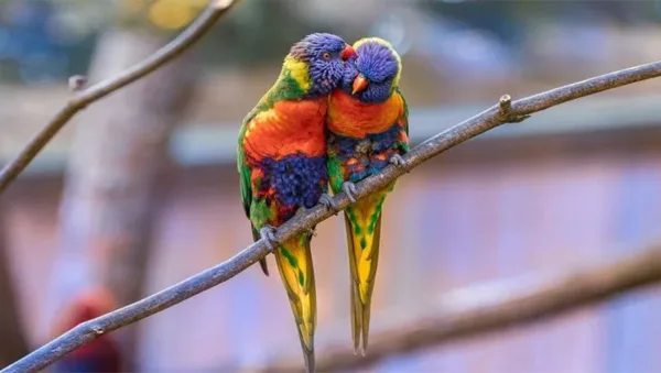 طوطی