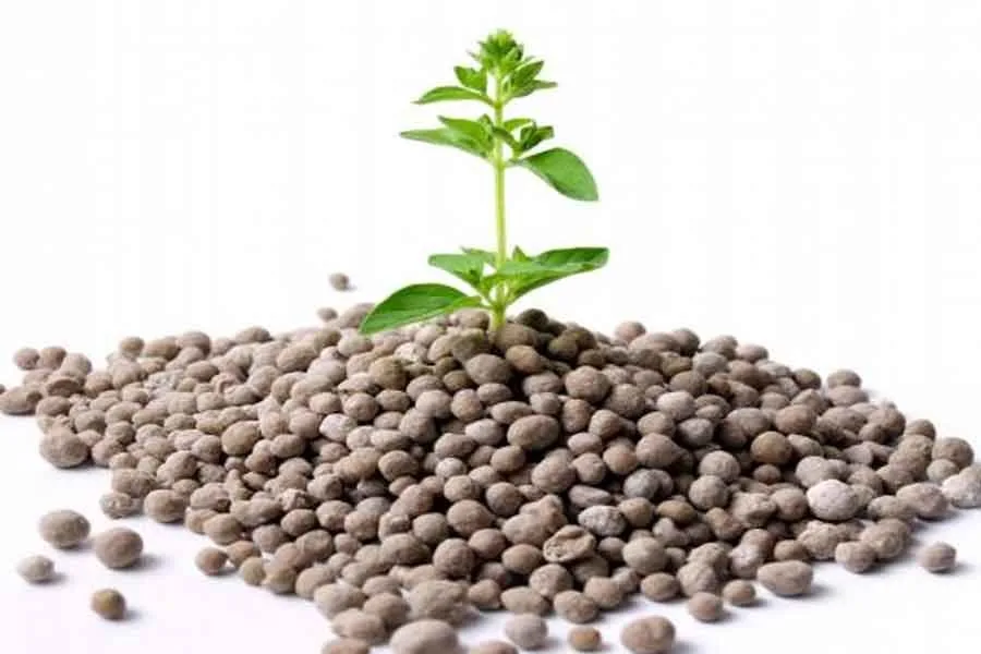 چه کودهایی تاثیر به سزایی در افزایش باردهی نهال میوه هلو و شلیل دارد؟