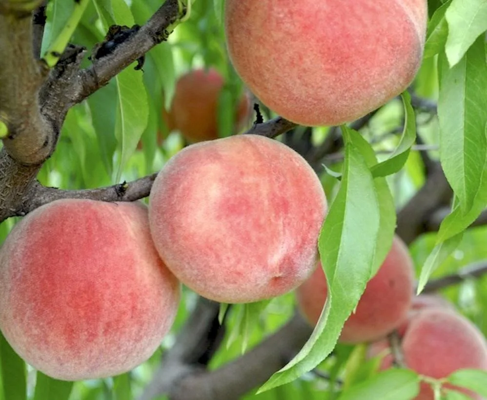 چه کودهایی تاثیر به سزایی در افزایش باردهی نهال میوه هلو و شلیل دارد؟