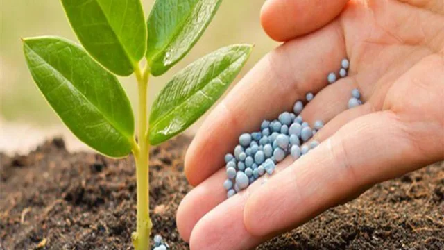 چه کودهایی تاثیر به سزایی در افزایش باردهی نهال میوه هلو و شلیل دارد؟