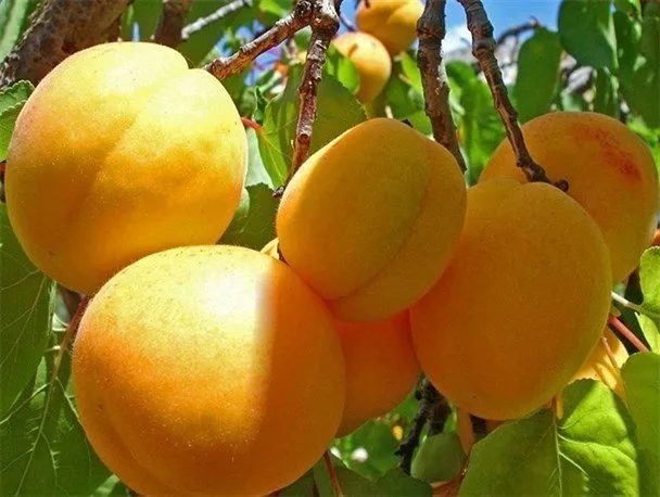 برای درشت شدن میوه چه کودی استفاده کنیم؟