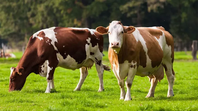 کاهش مصرف گوشت