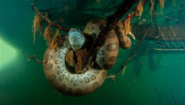 بزرگترین گونه مار