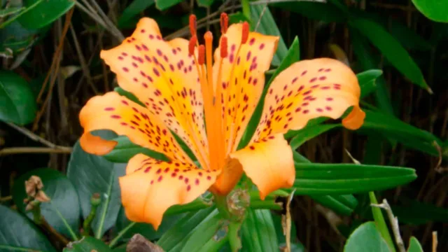 گونه جدیدی از سوسن ژاپنی